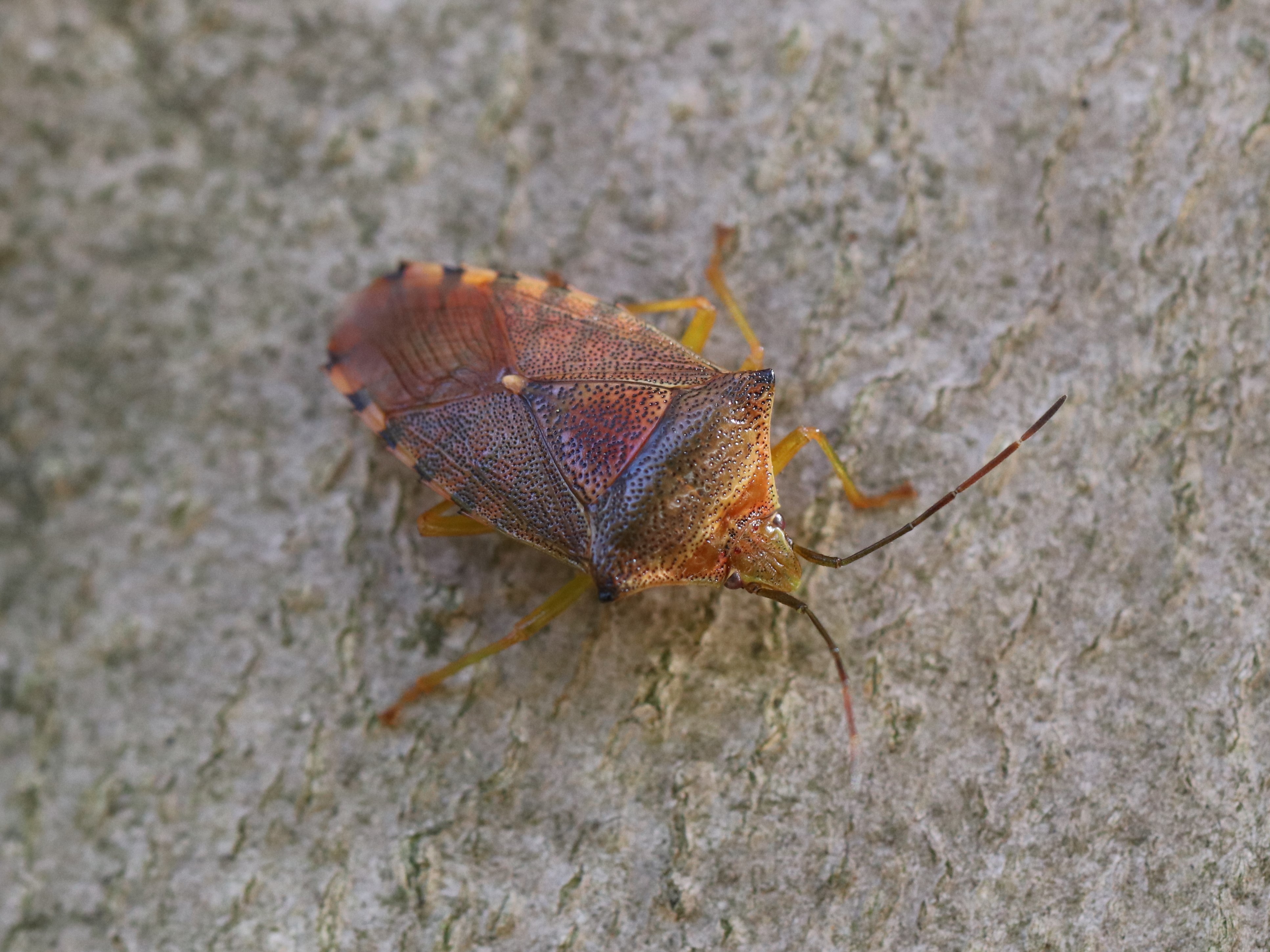 葉上のセアカツノカメムシ5